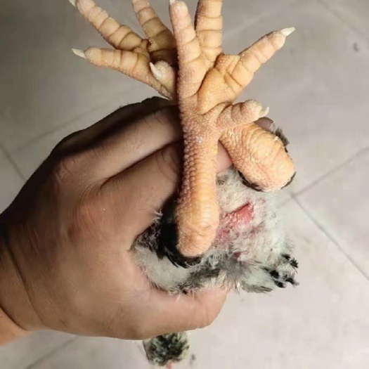 南宁东涛鸡苗 