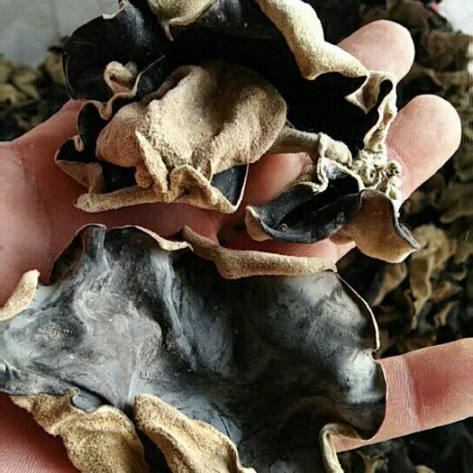丰县毛木耳 一级 干木耳