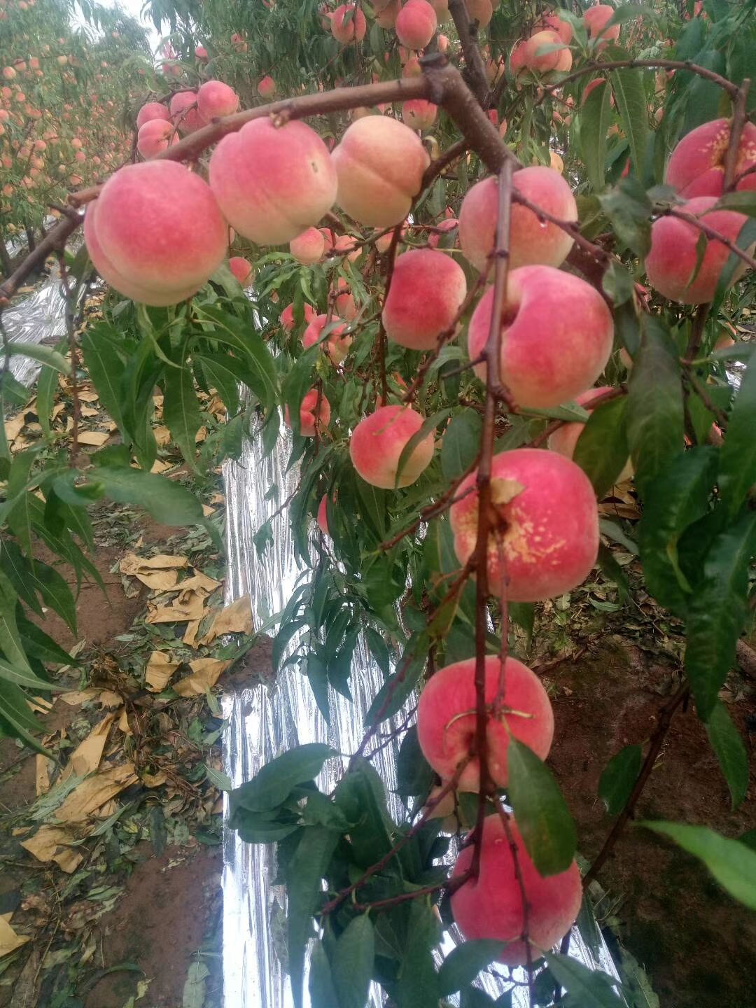 种苗冬桃苗甜度高个头大一个一斤左右两年苗批零