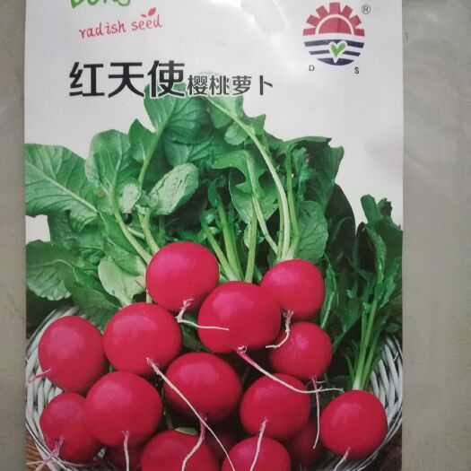 济南水果萝卜种子  良种 樱桃萝卜种子