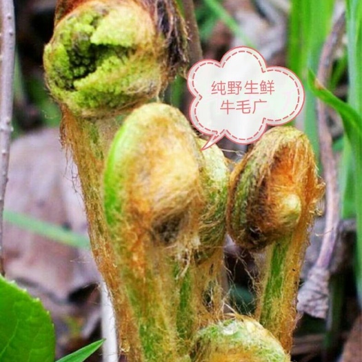 牛毛广 干货