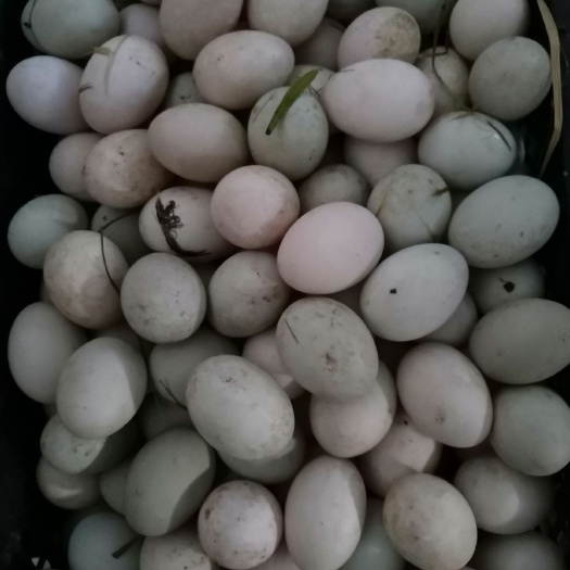 湖州白鸭蛋 食用 散装 