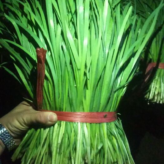 乐亭县大叶韭菜 头茬 30~35cm 