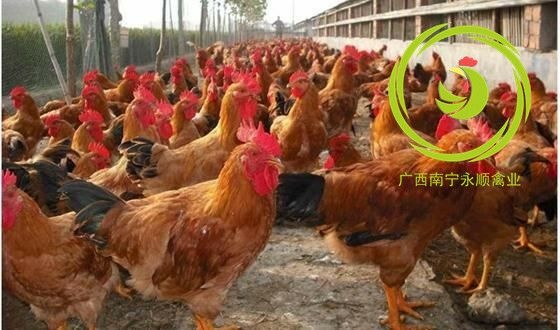 南宁良凤花鸡苗