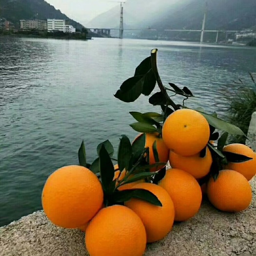 秭归县秭归脐橙 橙中之王一伦晚