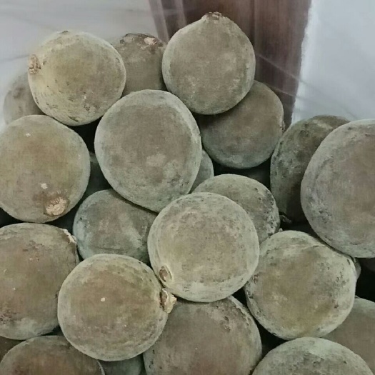 正毛化橘红圆果