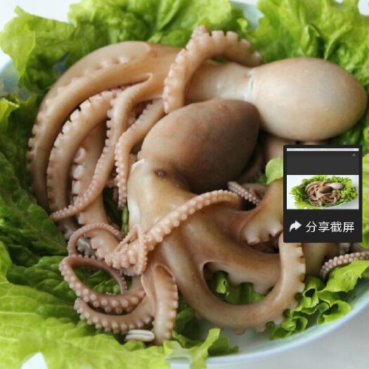 西安八爪鱼 