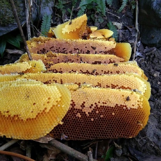 河池土蜂蜜 玻璃瓶装 2年  