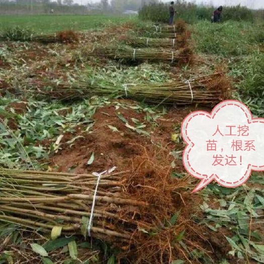 砀山县 精品桃树苗，苗圃直售，品种齐全