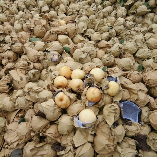 南召县黄金梨，纸加膜袋无污染，皮薄肉细含糖量高