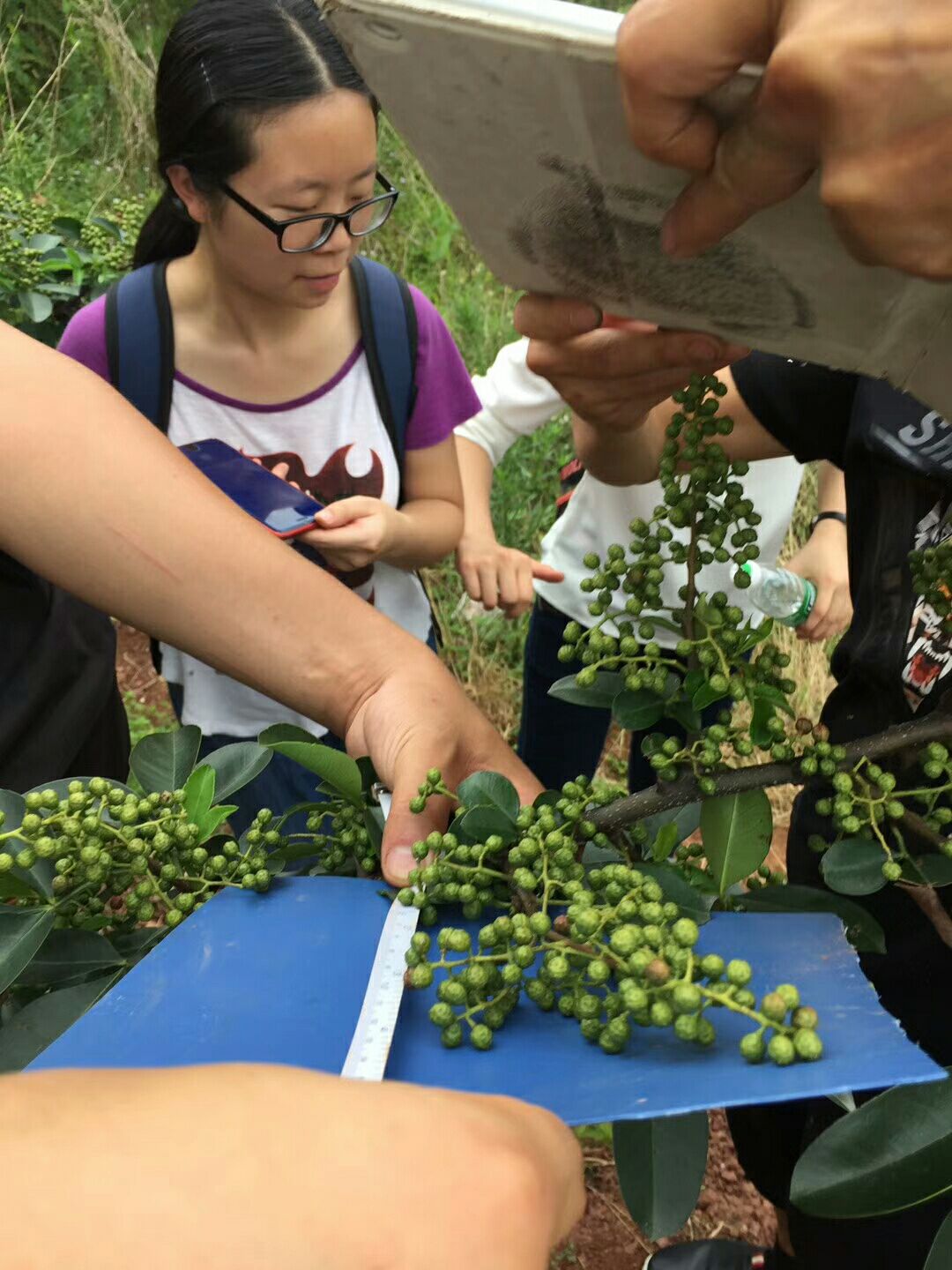 藤椒苗  丹林1号少刺藤椒嫁接苗