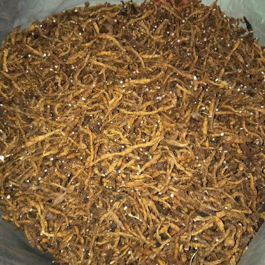 卢氏县九节菖蒲  产地直供，纯，含量高。一手货源，需要联系