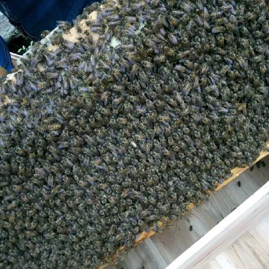 成都中蜂 