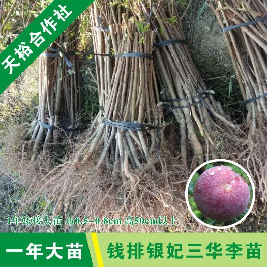 信宜市银妃三华李苗 品种纯正成活率高