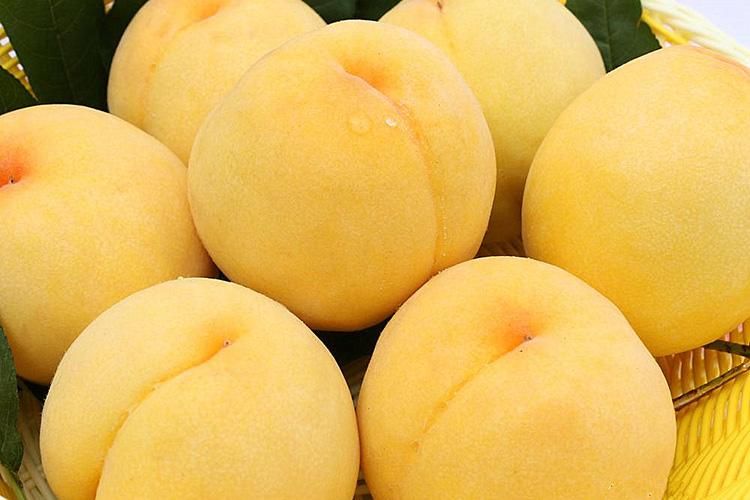 黄桃树苗 1~1.5米 