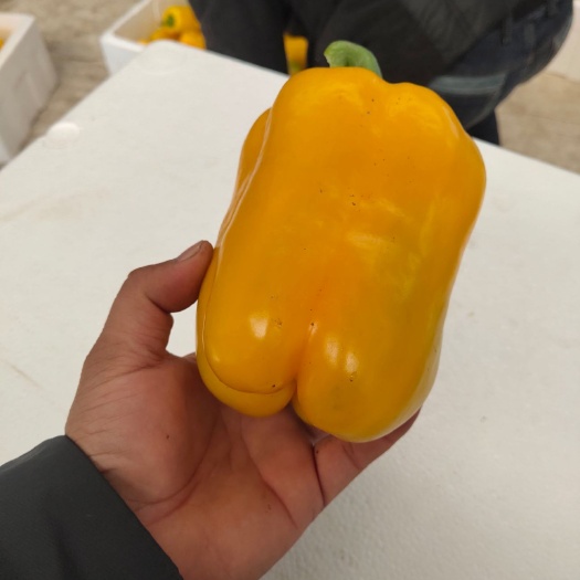 寿光市五彩椒 5~10cm 甜辣 红色 