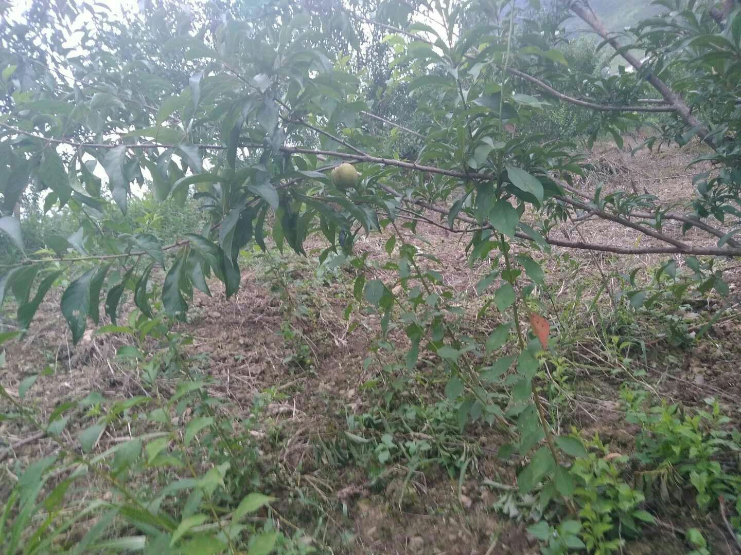 蜂糖李树苗  有结果的树售卖，也有小树苗，欢迎大咨询