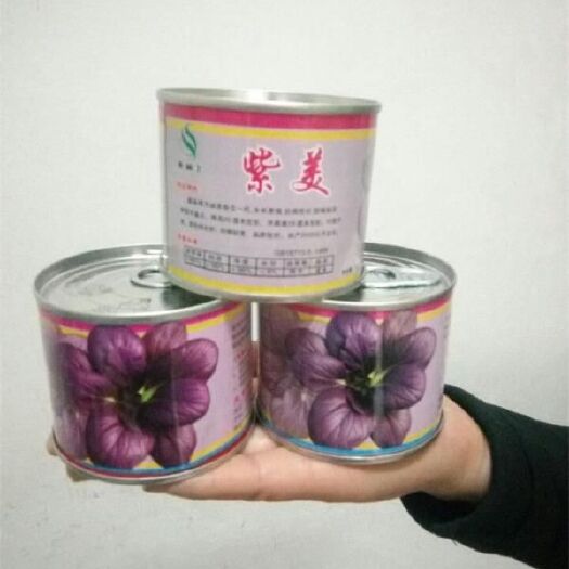 济南紫油菜种子 