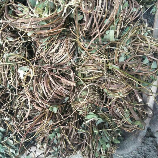 郁南县鸡骨草