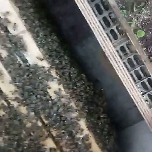成都 土蜂 活体蜜蜂