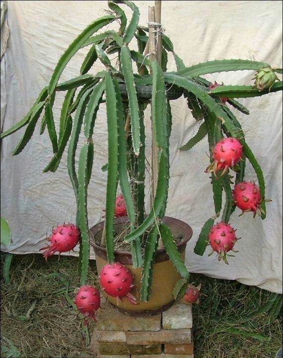 果树盆景 红心火龙果盆景