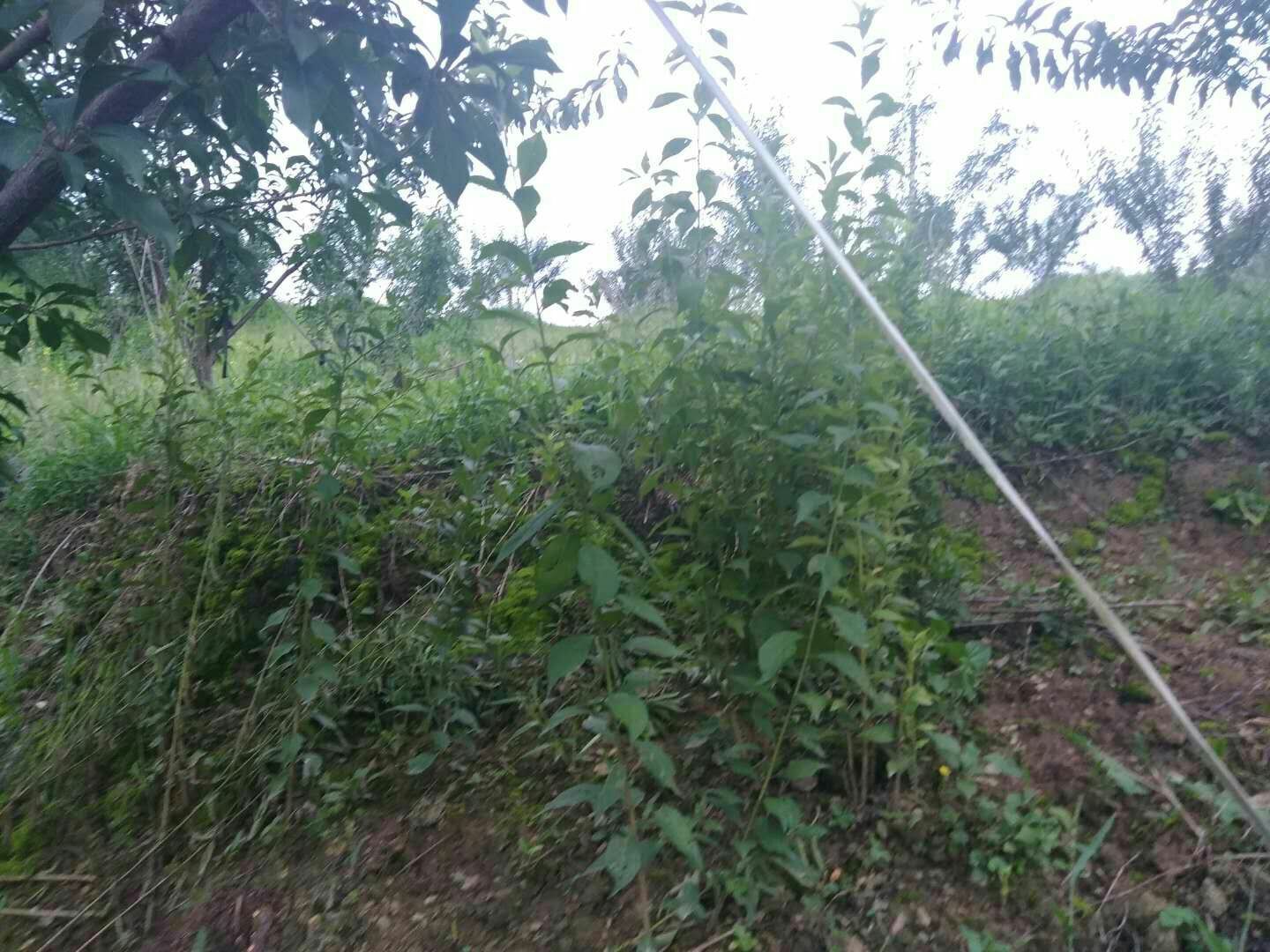 蜂糖李树苗  有结果的树售卖，也有小树苗，欢迎大咨询