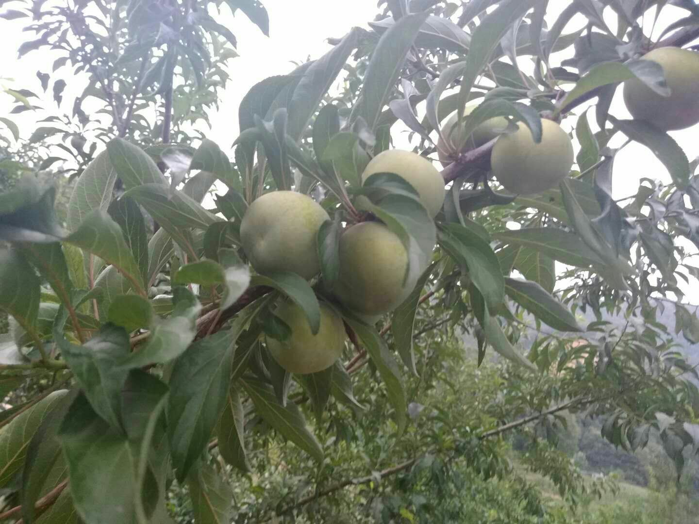 蜂糖李树苗  有结果的树售卖，也有小树苗，欢迎大咨询