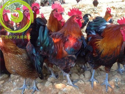 南宁血毛土鸡苗