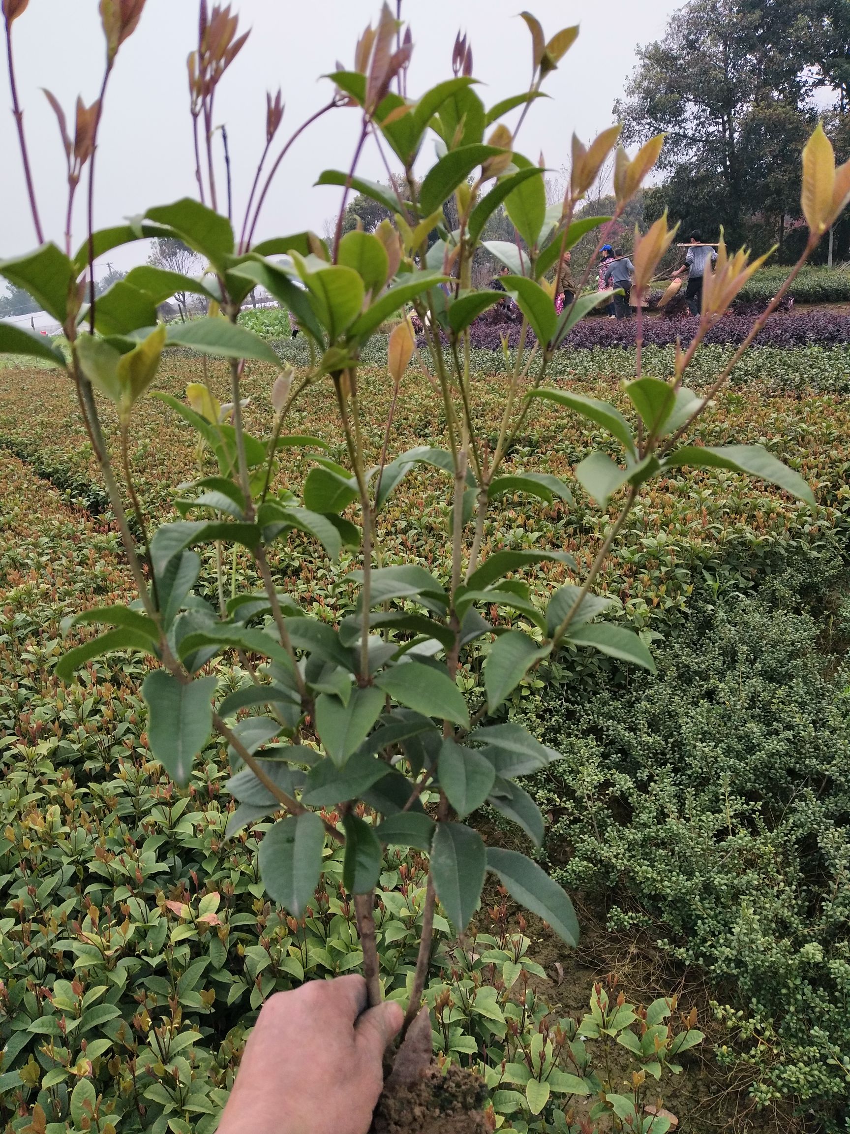 四季桂  月月桂 小毛球
