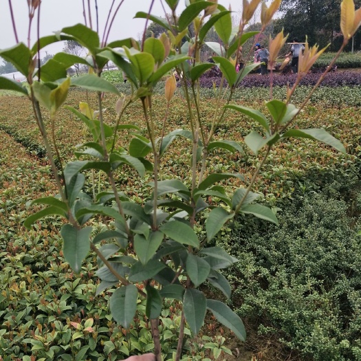 长沙县四季桂  月月桂 小毛球
