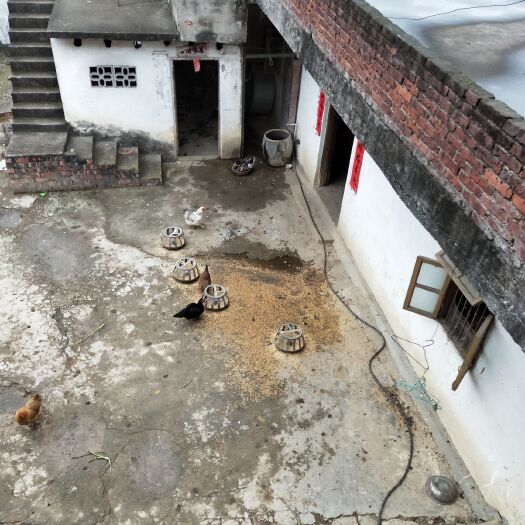 鹿寨县土鸭 5-6斤 统货 全散养 