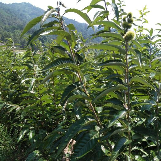 贺州锥栗苗 嫁接苗 0.5~1米 
