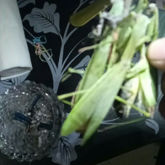 广斧螳中华大刀  食用昆虫类