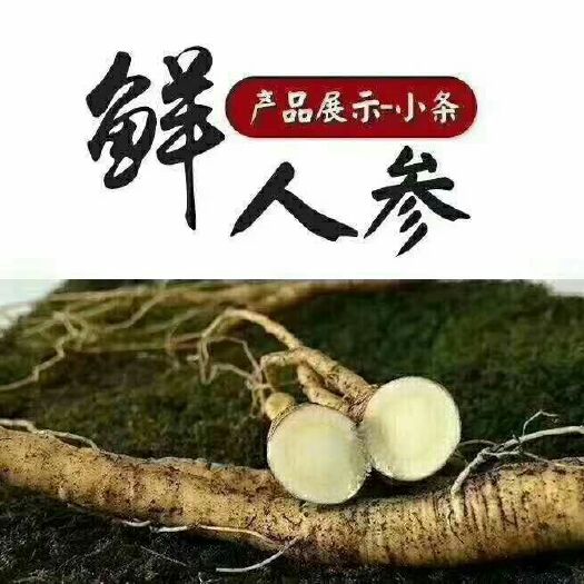抚松县园参 鲜参 散装 整根 