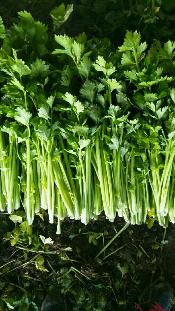 美国西芹 60cm以上 0.5斤以下 大棚种植