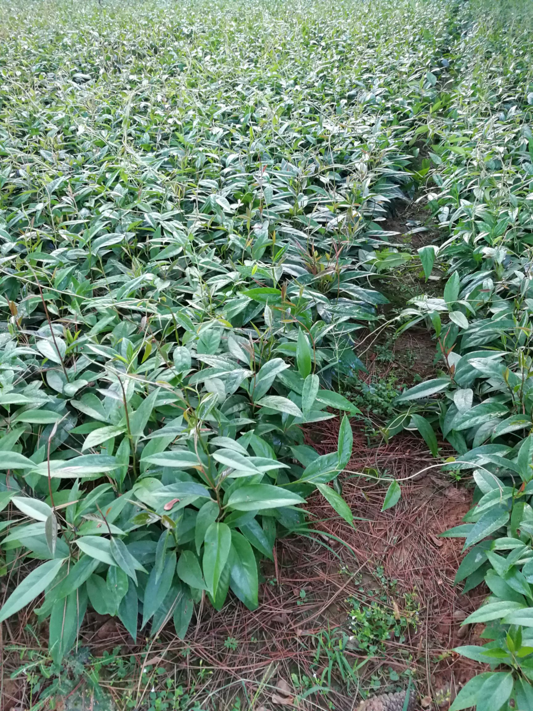 粉红黑老虎苗  黑老虎苗圃基地实生苗现挖