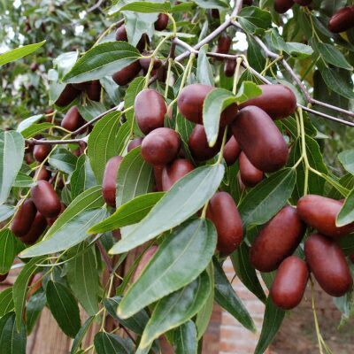 平邑县龙须枣苗 枣树苗金丝枣大青枣树