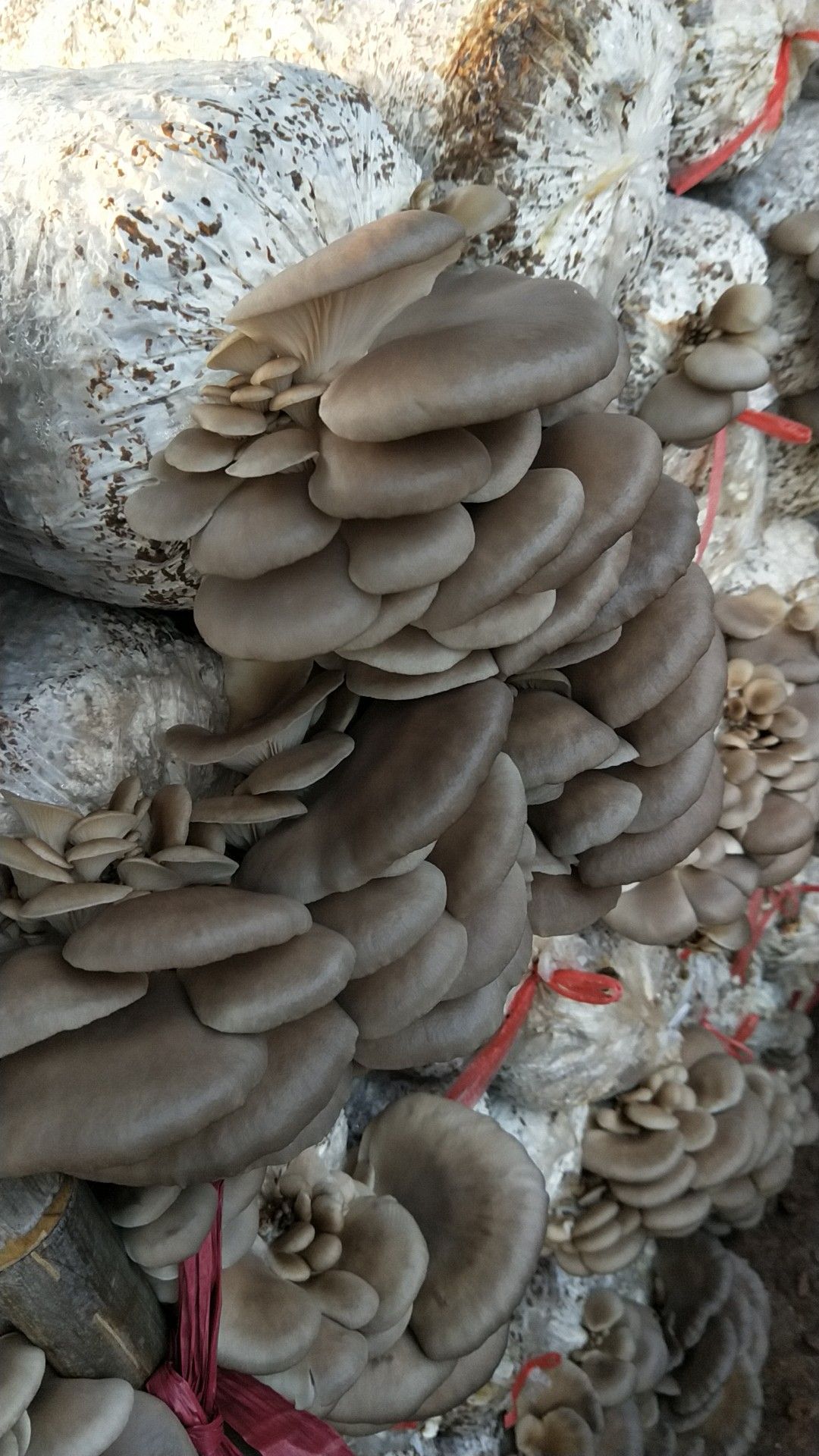 白平菇 6cm~8cm 
