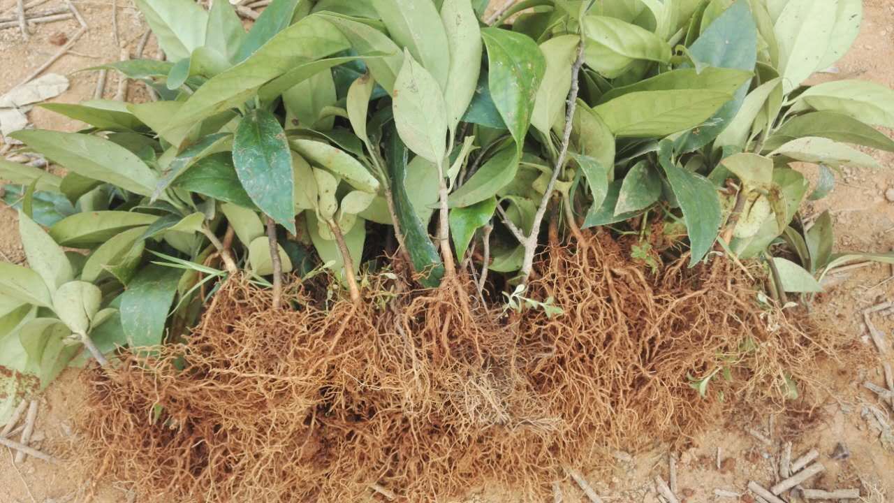 粉红黑老虎苗  黑老虎苗圃基地实生苗现挖