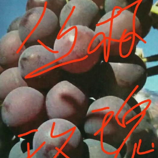 昌黎县丛林玫瑰葡萄苗 