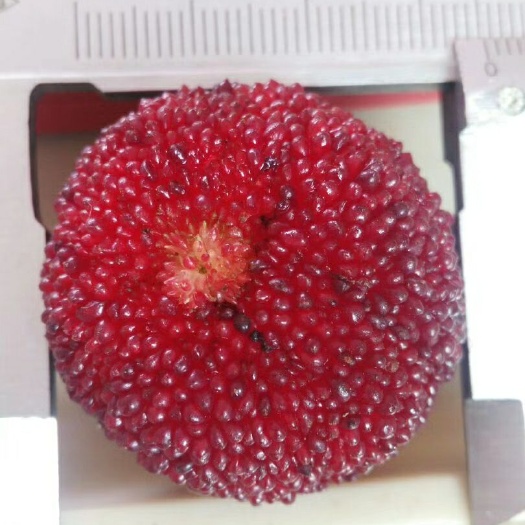 靖州县靖州杨梅 1.5 - 2cm 
