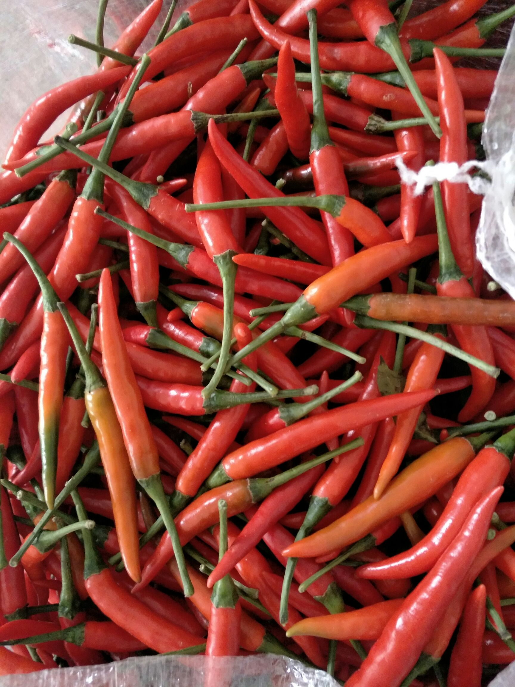 朝天椒 5cm以下 特辣 红色 