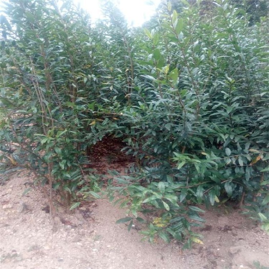 泰安泰山大红石榴树苗 