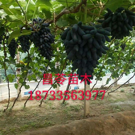 昌黎县丛林玫瑰葡萄苗 
