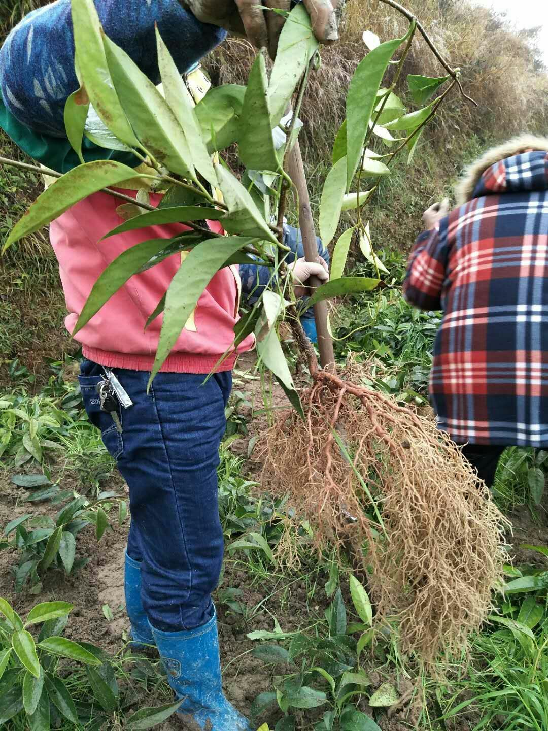通道侗族自治县粉红黑老虎苗  基地实发优质少籽品种黑老虎布福娜树种苗