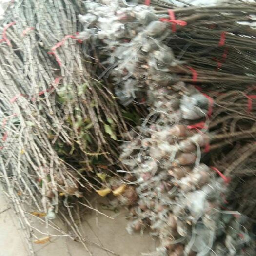 兴义市玛瑙红樱桃树苗 