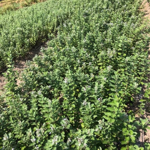 武冈市蔓荆子苗 江西单叶蔓荆子地苗，培育时间一年，种植即开花坐果