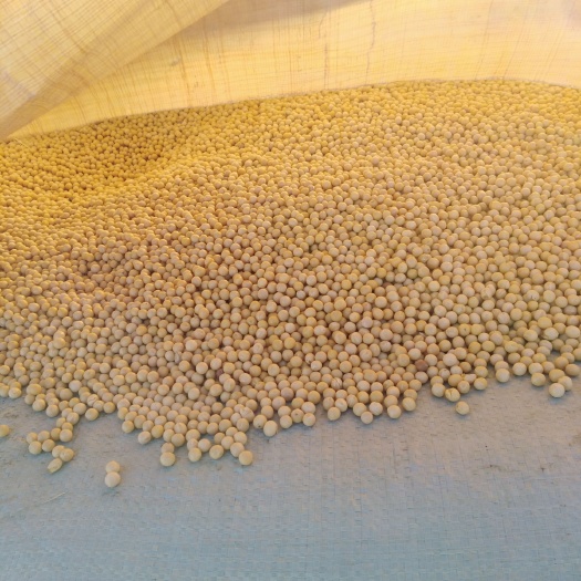 齐齐哈尔东北黑龙江大豆 生大豆 1等品 
