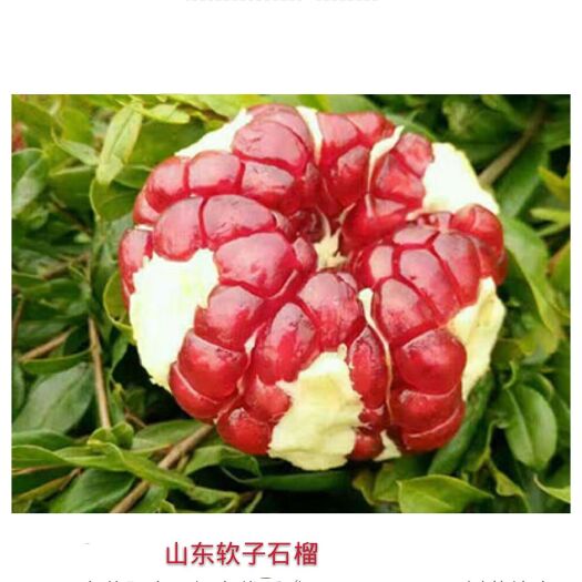 平邑县蒙阳红石榴苗 