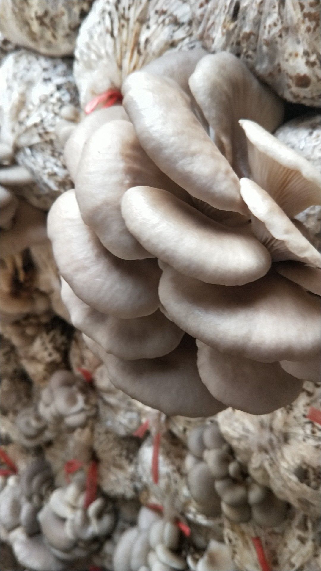 白平菇 6cm~8cm 
